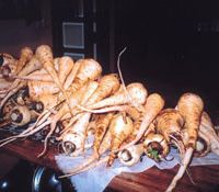 Parsnips in the raw (above) in my kitchen, ready to to be prepared for roasting, mashing or adding to stews. One unusual parsnip prompted such lyrical thoughts that I was driven to decorate it for its moment of glory before it, too, got the chop. Pied piping for the parsnip