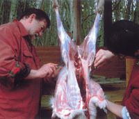 Old Nic and Afan Trust-staff helper Hisashi Kasai skin a deer Talking sense about deer