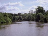 A river renewed: Artificial banks along the River Thames have been replaced with natural foliage in recent years. The right way to reconstruct rivers