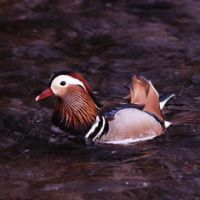 Ducky charm: It seems auspicious that the Mandarin duck, a symbol of marital fidelity, makes its home in the gardens of Meiji Jingu, where so many weddings take place. The green heart of Tokyo