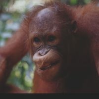 Aping mankind: A 6-year-old male orangutan strikes a pose at the rehabilitation center for orphaned animals at Sepilok, Sabah, Malaysian Borneo. Orangutans show characteristics that many would consider surprisingly human. An English school for orangutans