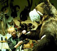 Taxidermia