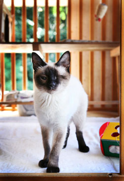 All creatures: Animal Refuge Kansai is heavily involved in activism for humane treatment of animals, and believes widespread change is needed in Japan. The cat above, which has lost an eye, and Jonjo (below), who lost a leg in a car accident, were both strays cared for by ARK. Stray observations on booming pet culture