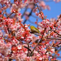 Double delight: A mejiro (white eye) amid Prunus blooms. Tracing the trees in a long national love affair