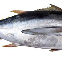 Tohoku fisheries fight back from 3/11