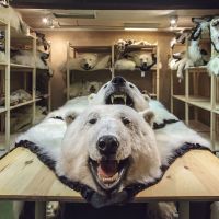 Prized trophy: The polar bear trade is dividing nations. Polar bear hunting, trade sparks global controversy
