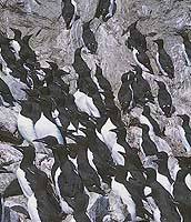 Some of the innumerable thousands of pelagic thick-billed murres (top) that blanket isolated Iony during their summer breeding season; and kittiwakes (above) nesting precariously on the cliffs of Tyuleni island Isolation spells survival in the Sea of Okhotsk