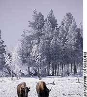 Yellowstone bison in winter, when they use their enormous heads expose forage. Surviving the season of cold
