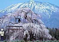 The Kantei sakura at its floriferous best 20 years ago (top), with the snowy peak of Kurohime forming a magnificent backdrop. Shortly after this, the centuries-old tree began to die, so in 1993 we called in tree-doctor Koji Yamamoto (above), who diagnosed its ills and supervised a two-year operation to remove rotting wood (below) and rid the roots of parasitic nematode worms. Hanami with a shot of history