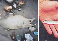 A male pink salmon, known as a “hump” (left), lies dead by the river having returned from the sea to fulfil its genetically driven mission to reproduce. A salmon fry (right) at about the time it will begin to head seaward from the river where it hatched. Alarm mars a runaway success story for salmon