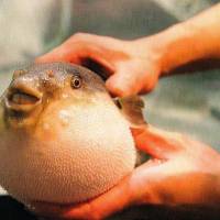 Danger dish: A fugu shows why it’s called a blowfish or puffer fish in English. Fugu reveals its simple gender switch