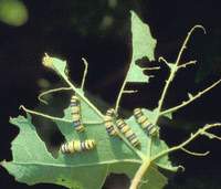 The devastating Western Grapeleaf Skeletonizer (above) is a scourge of the vineyard; Botrytis mold’s attack on grapes (below) renders them black and unusable, except in rare cases where “noble rot” makes them suitable for the sweet wine Sauternes. Grapes try to kick the chemical habit