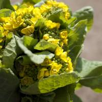 Vernal treasure: Closely related to broccoli, nanohana is best eaten in spring, when its buds are yellow-green. Ready for spring's fresh bounty