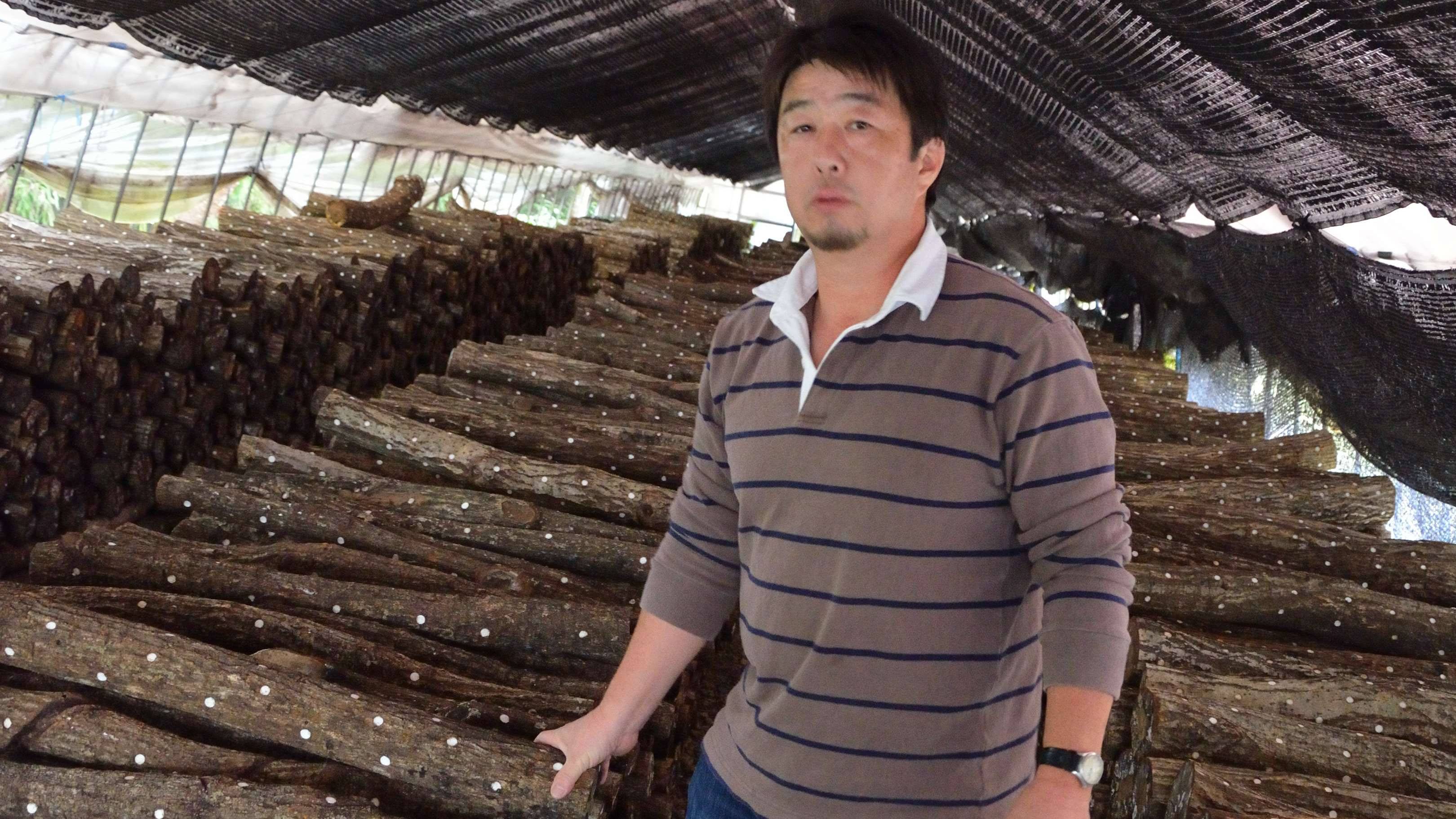 Cut up: Blighted Tochigi Prefecture mushroom farmer Yuji Hoshino with some of the 30,000 logs studded with pegs inoculated with shiitake spores that he must now dispose of because they have been exposed to radioactive rain. Fukushima radiation threatens to wreak woodland havoc