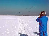 An ecotourist on frozen Lake Furen trains her binoculars on a flock of Steller’s sea eagles. The Great White Yonder: Japan's 'Siberia'