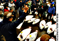 Tsukiji auctions begin at 4:30 a.m., when some 400 varieties of fish and seafood are bartered for at Tsukiji’s 20 auction pits. Beforehand, tuna are lined up in rows for wholesalers to inspect. 70, and still a catch