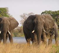Remote even by Namibian standards, the Caprivi Strip bordering Angola, Zambia, Botswana and Zimbabwe straddles one of Africa's major elephant migration routes. As a result, sightings like this are to be had at almost every turn, while among the area's many ancient baobabs (below), one hollowed-out giant was even fitted with a flush toilet during a period of British colonization. A trip through the Strip