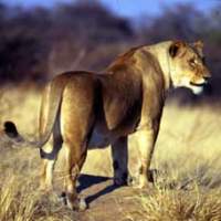 Female lions (above) may be more deadly, but male lions fetch a higher price from trophy hunters because of their more dramatic appearance. Not such a wild conservation idea?