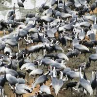Birdopolis: Visitors to Izumi’s Crane Observation Center between mid-October and March can feast their eyes on some of around 10,000 overwintering cranes that arrive there on prevailing northerly winds from Siberia and northeastern China (left and below). Most of the birds, as here, comprise White-naped and smaller, dark Hooded cranes, although others such as Common, Sandhill, Siberian and Demoiselle species can also be seen. Winging along to marvel at Izumi's wintering cranes