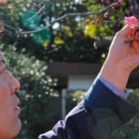 Green fingers: Takeshi Tsuchiya checks the garden’s famous plum blossoms. Spring training in Mukojima