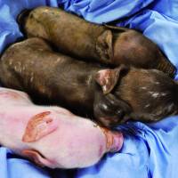 Guinea pigs: Three pigs involved in a gene experiment on reproducing pancreases are seen in a photo provided by Meiji University professor Hiroshi Nagashima. Breakthrough in pig pancreas regeneration