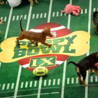 Cute overload: Puppies participate in the taping of Animal Planet’s Puppy Bowl in New York on Nov. 11. Puppy Bowl grows in leaps, bounds