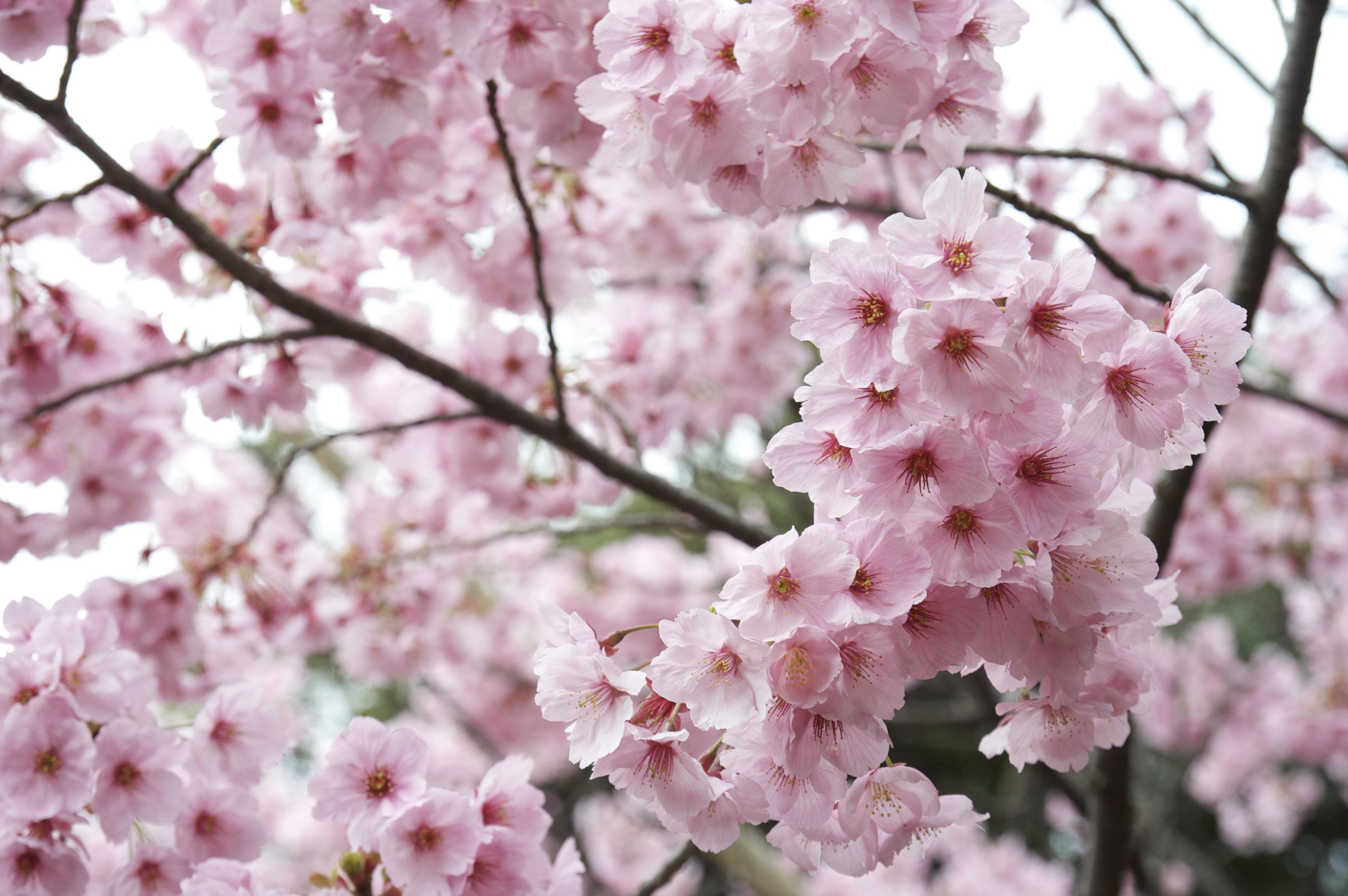 Dine With A Backdrop Of Cherry Blossom The Japan Times 