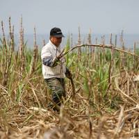 Raising cane: A farmer cuts suger cane in Yomitan, Okinawa, in February last year. Beef, wheat may be sacrificed in talks
