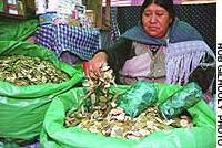 A woman in La Paz sells coca leaves cultivated in a legal coca-growing zone. Who's winning the 'coca war'?