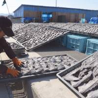 Fin finito?: A worker turns over drying shark fins Tuesday at a shark-fin processing plant in Kesennuma, Miyagi Prefecture. Deal to protect sharks worries tsunami-hit town