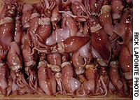 Hotaru-ika squid from the Toyama coast What squids shine in yonder bay