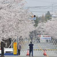 No joy: A fence prevents visitors from entering the Yonomori distrct in Tomioka, Fukushima Prefecture, to view the popular cherry blossoms on April 6. Recovery from meltdowns patchy