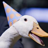 Winging it: Male and female ducks have genitals shaped like corkscrews but, oddly, in opposite directions. 'Nutty' U.S. researcher champions oddball science
