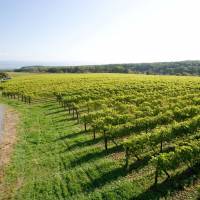 Top of the crops: Vineyards in Hokkaido’s Sorachi Subprefecture, such as those belonging to Tsurunuma Winery and Yamazaki Winery (below right), thrive thanks to the region’s cool climate, while the vast expanses of available land help keep prices low. Grape adventures in northern climes