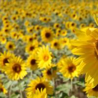 Nature’s bounty: Sunflowers in Niseko Summer's joys in snow country