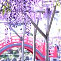 Ephemeral beauties: Wisteria sways from trellises at Kameido Tenjin in front of its red taikobashi bridge. Wisteria wanderings in Kameido