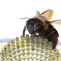 Evolutionary development: A bee crawls on the first digital camera with designs that mimic those of ocular systems found in dragonflies, bees, praying mantises and other insects. New camera offers bug's view of world