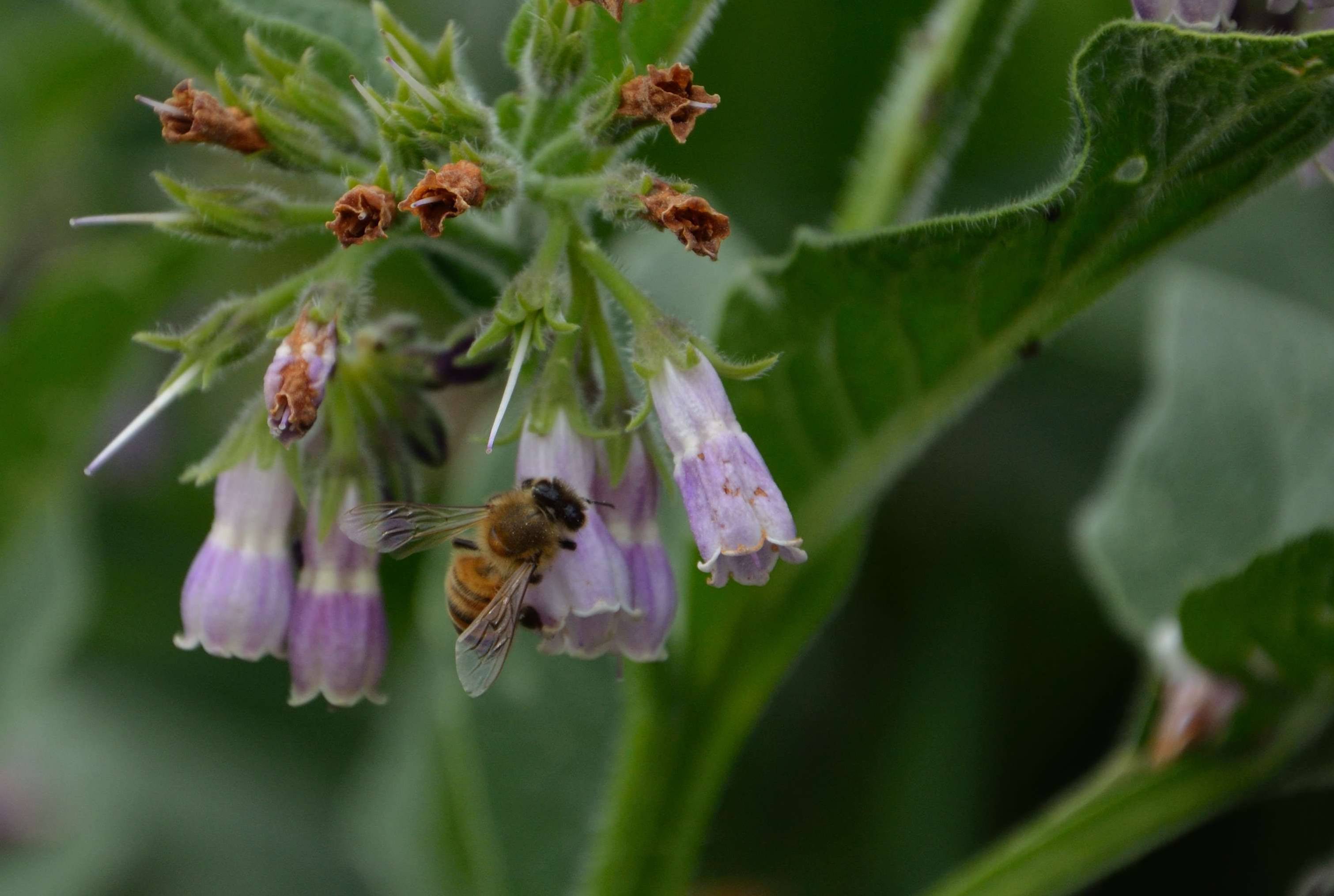 A bee feeds in Shiga, Nagano Prefecture. Insecticides pit trees against bees