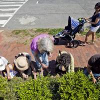 Eats your greens: A curious onlooker watches students of an urban foraging class pick sorrel and other edible plants. Urban foragers gather dinner where they find it
