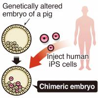 Animal-human embryo test clears first hurdle