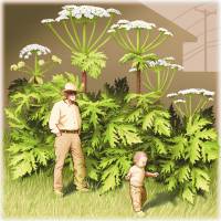 Alien invader: Giant hogweed, or Heracleum mantegazzianum, named after Hercules, harbors toxic sap which can cause skin problems and blindness in humans. Spread of toxic invasive plant alarms U.S. forest authorities