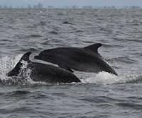 Free spirits: Bottlenose dolphins frolicking in the Gulf of Amvrakikos in Greece. Though not hunted and killed as they are in some places in Japan — such as Taiji, Wakayama Prefecture, as shown in the Oscar-winning film “The Cove” — Mediterranean dolphins similarly suffer from a build-up of toxins such as mercury in their bodies. Viewing dolphins as Taiji could show them