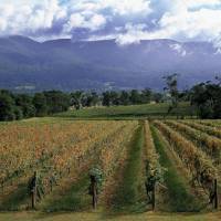 Recovered: Though some vineyards in Yarra Valley in Australia's Victoria state were damaged by wildfires in February of this year, they have been quick to rebuild. Above: Yarraburn Vineyards Rebranding the Aussie image