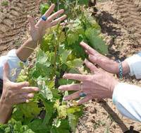 The right energy: Wine from the Bodegas Palomar Sanchez vineyard at Castilla de la Mancha in Spain (above), receives reiki treatment before the fermentation process. The spiritual side of making wine
