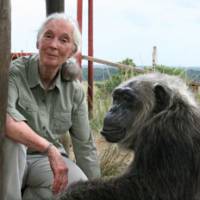Monkey business: Primatologist Jane Goodall poses with a rescued chimpanzee named La Vielle at the Jane Goodall Institute's Tchimpounga Chimpanzee Rehabilitation Center in the Republic of Congo in 2006. Researcher Goodall doesn't monkey around