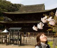 Beauty beheld: A visitor admires the cherry blossom at Kozan-ji Temple (top), a National Treasure in Shimonoseki, Yamaguchi Prefecture, on the southwestern tip of Honshu. Others may prefer to feast their eyes on the prefecture’s famed Hagi pottery (above). In times past these cannon at Shimonoseki (below) aimed to stop foreigners from entering from Kyushu to do that or more. Hitching through Japanwith friends at every turn