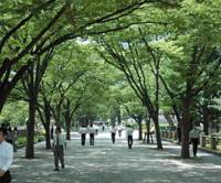 Green scene: Office workers stroll by the Tosabori River on Nakanoshima Island. Walking Osaka's 'aquapolis' ways