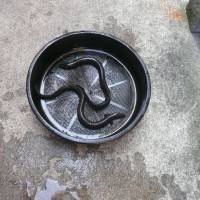 Pot luck: Eels at the University of Tokyo, where scientists are striving to achieve captive spawning and larval rearing. Hot weather's cold comfort for eels