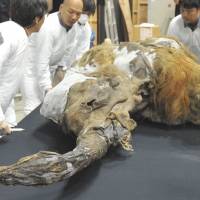 On ice: The frozen carcass of a 39,000-year-old female woolly mammoth calf pulled from the Siberian permafrost and named Yuka is surrounded by exhibition staff Tuesday in Yokohama. Frozen mammoth gets day in sun