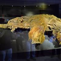 Frozen in time: The body of a 39,000-year-old female woolly mammoth, discovered in Siberian permafrost, is on display at Pacifico Yokohama through Sept. 16. Efforts to clone mammoths are raising ethical dilemmas, including whether such funding would be better spent on helping endangered species. The quest is to clone a mammoth: The question is, should scientists do it?